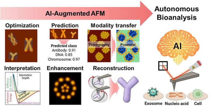 [서울=뉴시스] AI 증강 원자힘현미경(AFM)을 이용한 자율 바이오분석 플랫폼 개념도. (사진=고려대 제공) 2026.05.22. photo@newsis.com *재판매 및 DB 금지