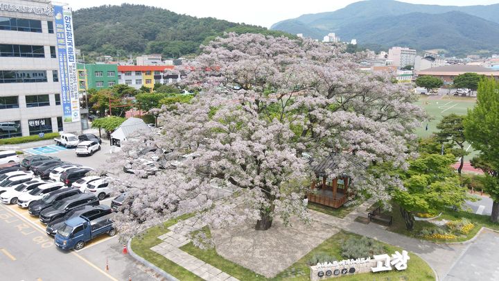 [고창=뉴시스] 올해도 활짝 꽃을 피워내 아름다운 자태와 그윽한 향기를 뽐내고 있는 천연기념물 제503호 고창군청 멀구슬나무(고창 교촌리 멀구슬나무). *재판매 및 DB 금지