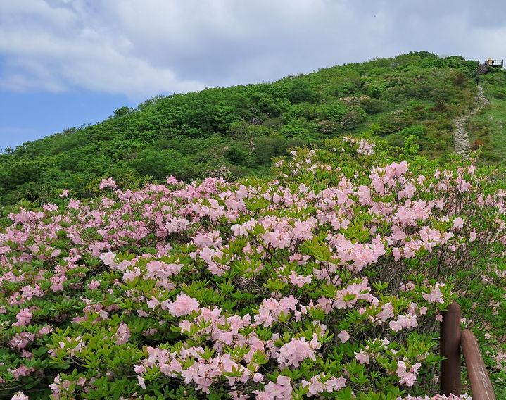 [영주=뉴시스] 소백산 제1연화봉에 철쭉꽃이 활짝 피어 있다. (사진=소백산국립공원사무소 제공) 2026.05.23. photo@newsis.com *재판매 및 DB 금지