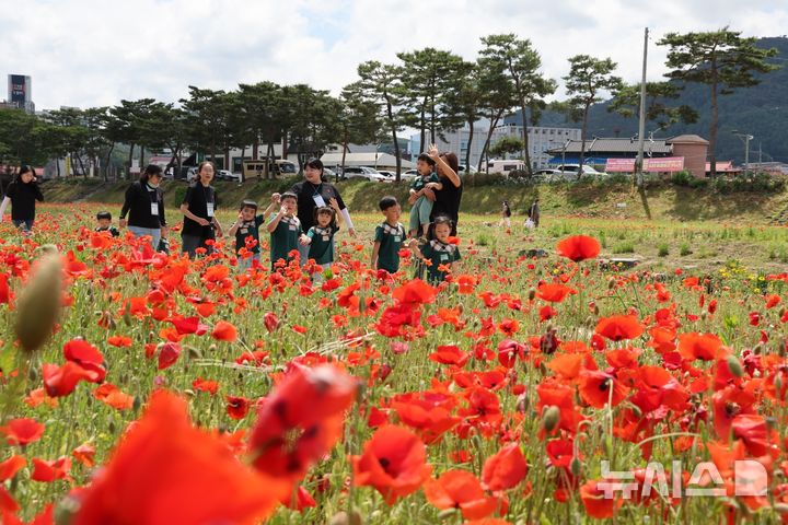 [괴산=뉴시스] 22일 충북 괴산군 동진천변에 조성된 '2026 괴산빨간맛페스티벌'의 빨간꽃길에서 시민들이 길을 걷고 있다. (사진= 괴산군 제공) 2026.05.23. photo@newsis.com *재판매 및 DB 금지