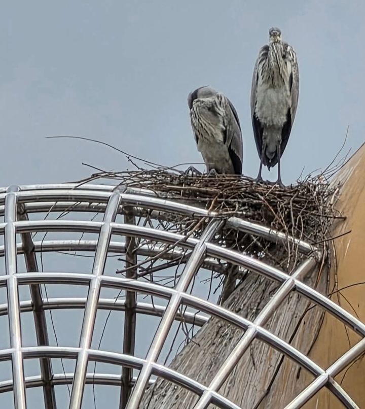 [용인=뉴시스] 최근 새끼를 두 마리 낳은 왜가리 한 쌍(사진=용인푸른공원사업소 제공) 2026.05.23. photo@newsis.com *재판매 및 DB 금지