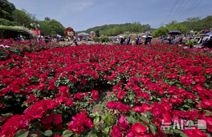 [울산=뉴시스] 배병수 기자 = ‘제18회 울산대공원 장미축제’가 24일 울산 남구 대공원 장미원 및 남문광장 일원에서 ‘러브스토리 인 울산’을 주제로 개막하였다. 장미원을 찾은 많은 시민들과 관광객들이 300만송이 장미향 가득한 장미꽃길을 거닐고 있다. 2026.05.24. bbs@newsis.com.