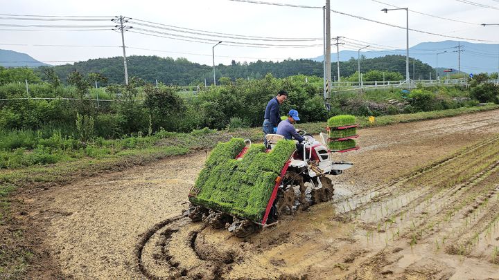 [평창=뉴시스] 학교급식용 친환경 쌀 생산을 위한 모내기 행사에서 모내기 작업을 하고 있다. (사진=평창군 제공) 2026.05.26. photo@newsis.com *재판매 및 DB 금지