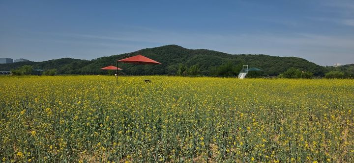 [용인=뉴시스] 용인시 기흥구 공세동 기흥호수공원에 조성된 유채꽃 단지 전경(사진=용인시푸른공원사업소 제공) 2026. 05. 26. photo@newsis.com *재판매 및 DB 금지