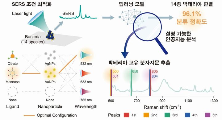 [서울=뉴시스] 표면 증강 라만 분광법(SERS) 조건 최적화와 AI 기반 박테리아 고유의 분자지문 해석 개념도. (사진=고려대 제공) 2026.05.26. photo@newsis.com *재판매 및 DB 금지