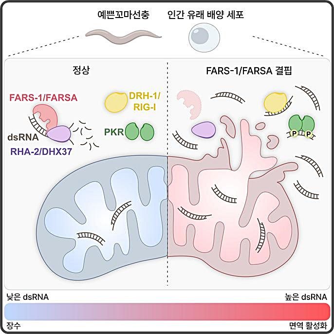[대전=뉴시스] 한국과학기술원(KAIST) 연구진이 FARSA가 RNA 구조를 풀어주는 효소와 상호작용해 세포질로 유출된 미토콘드리아 유래 dsRNA의 축적을 막고 면역 활성화를 방지, 노화를 지연시킨다는 사실을 확인했다.(사진=KAIST 제공) *재판매 및 DB 금지