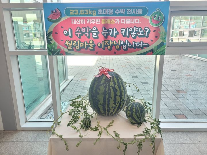 "사람보다 크다" 창원 대산서 23.63㎏ '괴물 수박' 등장