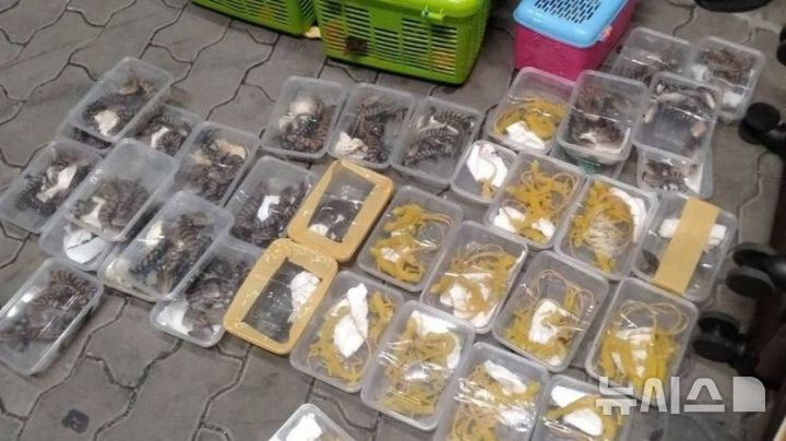 [서울=뉴시스] 태국 수완나품 국제공항에서 말레이시아 국적 남성이 밀반출하려던 야생동물 모습 (사진=태국 국립공원·야생동물식물보전국(DNP) 페이스북 캡처)