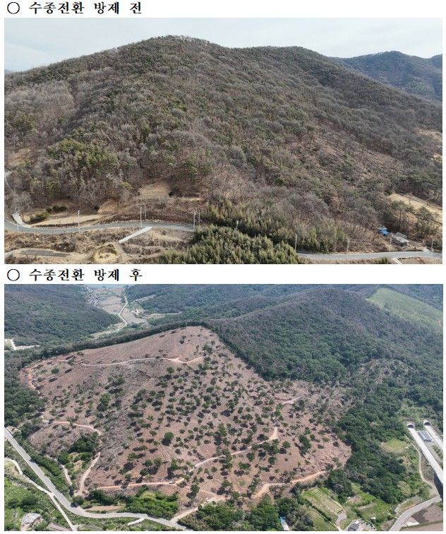 [밀양=뉴시스] 수종전환 방제 전후 모습. (사진=밀양시 제공) 2026.05.27. photo@newsis.com *재판매 및 DB 금지