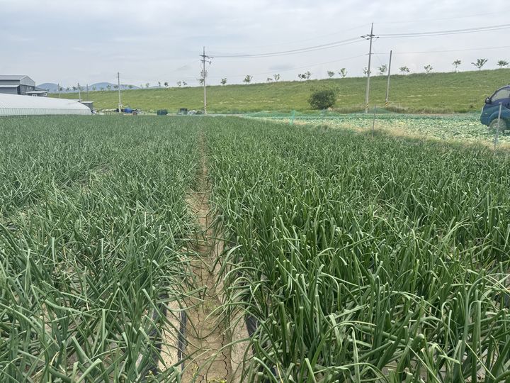 [진주=뉴시스]양파.(사진=뉴시스 DB).photo@newsis.com *재판매 및 DB 금지