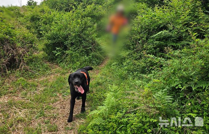 [제주=뉴시스] 25일 오후 제주 서귀포시 색달동 소재 숲에서 119구조견 나르샤가 길을 잃은 고사리 채취객들을 발견해 구조하고 있다. (사진=제주소방안전본부 제공) 2026.05.27. photo@newsis.com