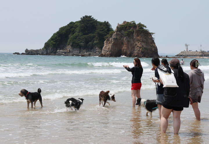 [태안=뉴시스] 지난해 6월 충남 태안을 찾은 반려인이 지역 해수욕장에서 반려동물과 즐거운 한 때를 보내고 있다. (사진=태안군 제공) 2026.05.28. photo@newsis.com *재판매 및 DB 금지