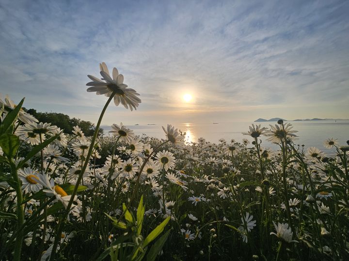 만개한 변산마실길 샤스타데이지 (사진=부안군 제공) *재판매 및 DB 금지