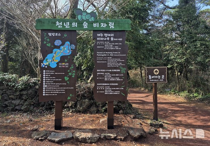 [제주=뉴시스] 비자림 탐방로 모습. (사진=제주도 제공) 2026.05.31. photo@newsis.com *재판매 및 DB 금지