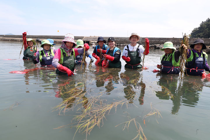 [세종=뉴시스] 한국석유공사 직원들이 1일 통영시 선촌마을 해안 일대에서 주민들과 해초 숲 복원 활동을 하고 있다. (사진=석유공사 제공) 2026.06.01. photo@newsis.com *재판매 및 DB 금지