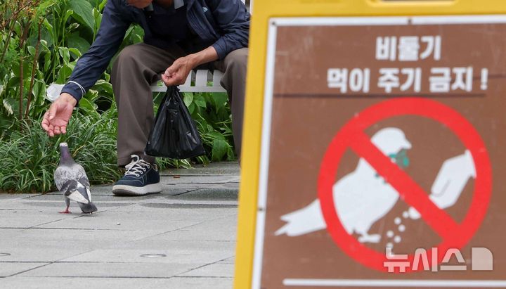 [서울=뉴시스] 김명년 기자 = 1일 오후 서울 종로구 광화문 광장에서 한 시민이 비둘기에게 먹이를 주고 있다. 서울시는 이날부터 한 달간 집비둘기 먹이주기 금지구역 단속을 강화하고 위반 행위에 과태료를 부과한다. 현재 시가 지정·운영 중인 집비둘기 먹이주기 금지구역은 주요 공원과 광장, 한강공원 11개 지구 등 38개소다. 2026.06.01. kmn@newsis.com