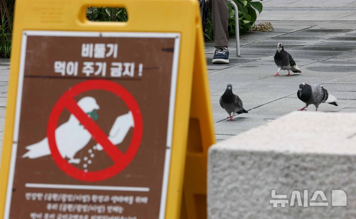 [서울=뉴시스] 김명년 기자 = 1일 오후 서울 종로구 광화문 광장에서 비둘기 먹이주기 금지 안내판이 놓여 있다. 서울시는 이날부터 한 달간 집비둘기 먹이주기 금지구역 단속을 강화하고 위반 행위에 과태료를 부과한다. 현재 시가 지정·운영 중인 집비둘기 먹이주기 금지구역은 주요 공원과 광장, 한강공원 11개 지구 등 38개소다. 2026.06.01. kmn@newsis.com