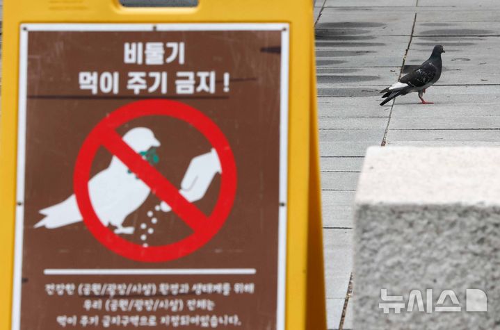 [서울=뉴시스] 김명년 기자 = 1일 오후 서울 종로구 광화문 광장에서 비둘기 먹이주기 금지 안내판이 놓여 있다. 서울시는 이날부터 한 달간 집비둘기 먹이주기 금지구역 단속을 강화하고 위반 행위에 과태료를 부과한다. 현재 시가 지정·운영 중인 집비둘기 먹이주기 금지구역은 주요 공원과 광장, 한강공원 11개 지구 등 38개소다. 2026.06.01. kmn@newsis.com