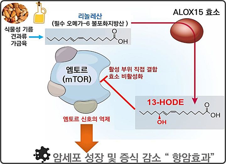 [대전=뉴시스] 카이스트(KAIST)가 13-HODE의 농도 상승이 암세포에서 과활성화된 mTOR 신호 전달체계를 억제해 암세포의 성장과 증식을 근본적으로 저지하는 항암 효능을 규명했다. (사진=카이스트 제공) 2026.06.02. photo@newsis.com *재판매 및 DB 금지