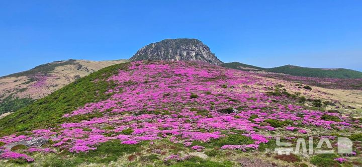 [제주=뉴시스] 지난달 31일 한라산 해발 1700m 일대 선작지왓에 산철쭉이 화사하게 피었다. (사진=독자 제공) 2026.06.02. photo@newsis.com 