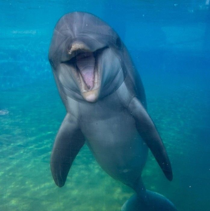 [서울=뉴시스] 미국 캘리포니아주 테마파크 '씨월드 샌디에이고(SeaWorld San Diego's)'의 마스코트이자 최장수 돌고래 중 한 마리인 '도티(Dottie)'가 39살의 나이로 폐사했다. (사진=씨월드 샌디에이고 인스타그램 캡처) *재판매 및 DB 금지