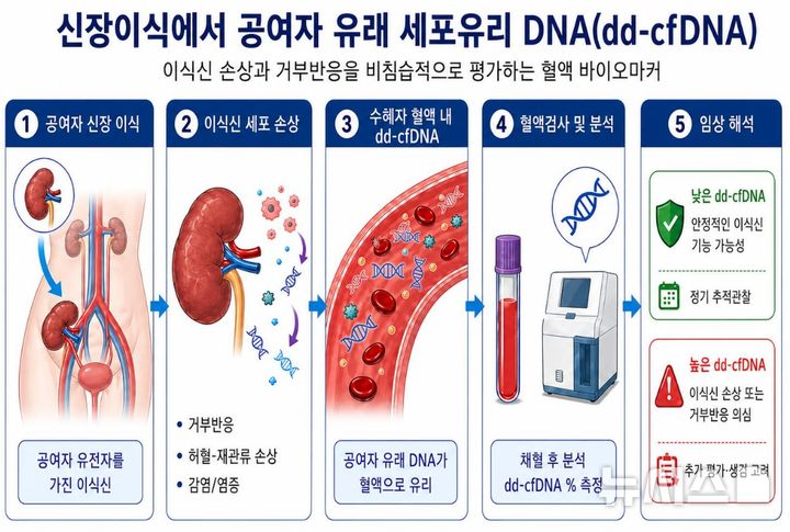 [서울=뉴시스]신장이식 후 이식신 손상으로 혈액 내에 증가한 '세포유리 DNA'를 측정해 거부반응 위험을 비침습적으로 평가하는 원리 모식도. (사진= 서울대병원 제공)