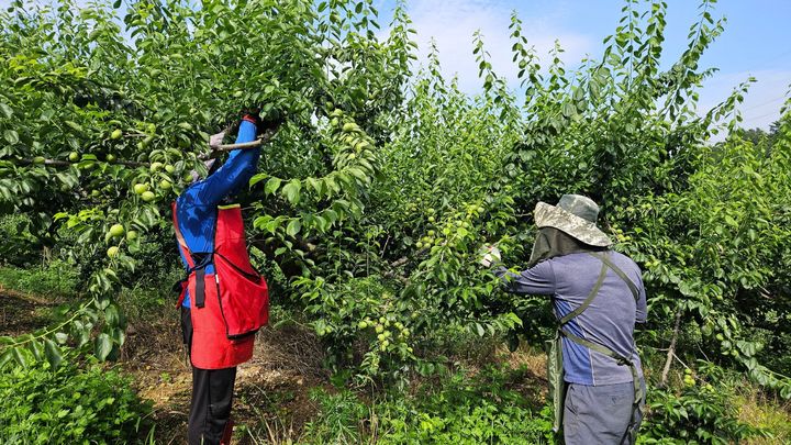 [진주=뉴시스]진주시, 가공용 매실수매 지원사업 시행.(사진=진주시 제공).2026.06.04.photo@newsis.com *재판매 및 DB 금지