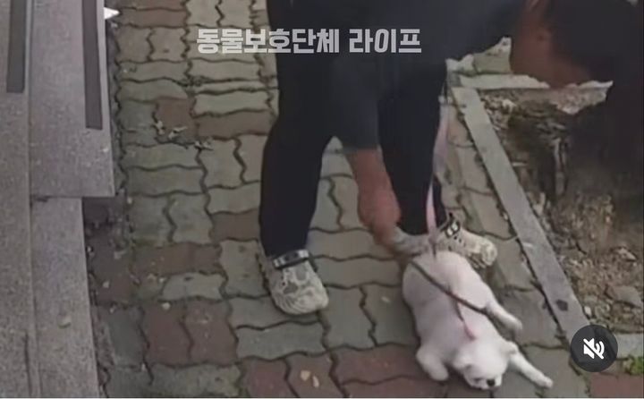 [광주=뉴시스] 동물보호단체 라이프가 공개한 광주 소형견 학대 추정 영상 캡처. (사진=라이프 SNS 캡처) 2026.06.04. photo@newsis.com *재판매 및 DB 금지