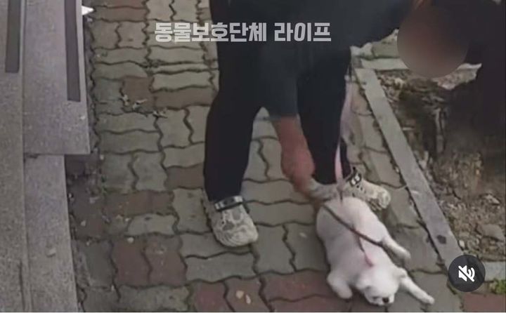 [광주=뉴시스] 동물보호단체 라이프가 공개한 광주 소형견 학대 추정 영상 캡처. (사진=라이프 SNS 캡처) 2026.06.04. photo@newsis.com *재판매 및 DB 금지