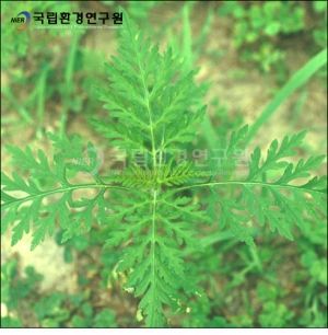 [서울=뉴시스]대표적인 알레르기 유발 식물인 돼지풀. (출처=국립환경연구원) 2026.6.5. *재판매 및 DB 금지