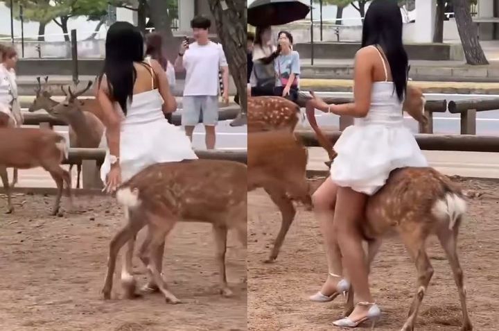 [서울=뉴시스] 지난 3일(현지시간) 일본 제이캐스트뉴스는 소셜미디어(SNS)를 통해 나라현 나라공원으로 추정되는 장소에서 한 여성이 사슴 위에 앉으려 하는 모습이 담긴 영상이 확산됐다고 보도했다. (사진=X 캡처)