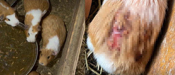 [서울=뉴시스] 지난 4일 동물자유연대는 충북 단양의 한 동물 전시 시설에서 부상을 입은 기니피그를 구조했다고 밝혔다. (사진=동물자유연대 제공)