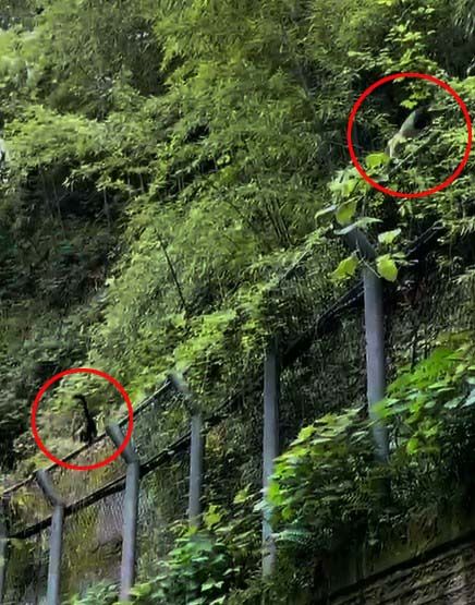 [광주=뉴시스] 광주 남구 동일미래과학교등학교 뒷산을 뛰어다니는 담비. (사진=윤영재 선생님 제공) 2026.06.07. photo@newsis.com *재판매 및 DB 금지