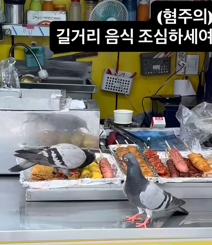 [서울=뉴시스] 길거리 음식 판매대 위로 비둘기 두 마리가 버젓이 돌아다니며 음식을 쪼아 먹는 장면이 담긴 영상이 확산하는 가운데 위생 관리에 대한 지적이 이어지고 있다. (사진=보배드림 캡처) *재판매 및 DB 금지