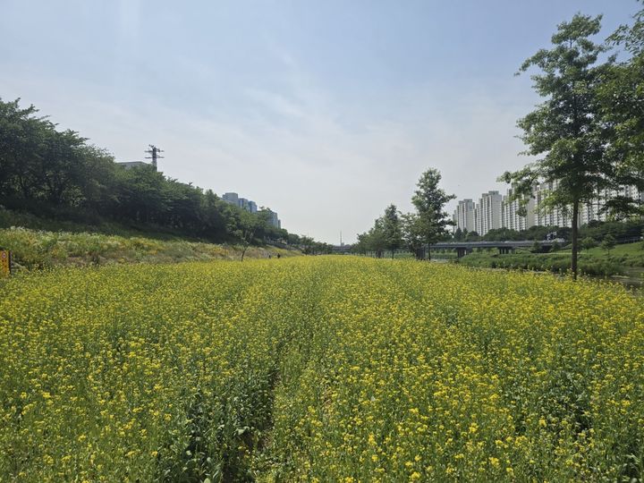 [서울=뉴시스] 금천구, 4000㎡ 유채꽃밭 조성. (사진=금천구 제공) 2026.06.08. photo@newsis.com *재판매 및 DB 금지