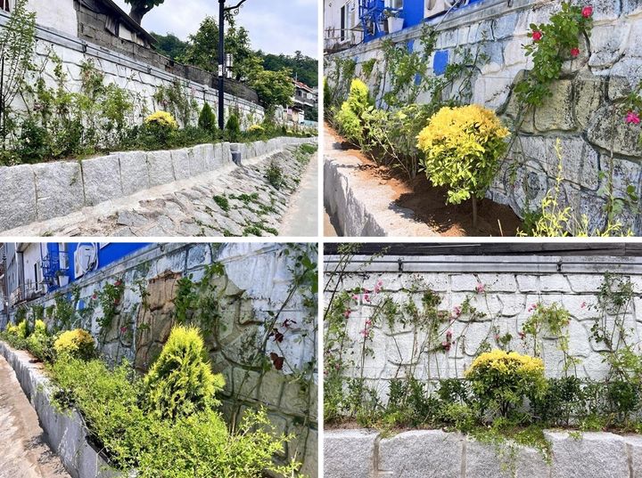[서울=뉴시스]서대문구 홍제천 포방교 일대 축대 벽에 '꽃담길' 조성. (사진= 서대문구 제공) 2026.06.08. photo@newsis.com *재판매 및 DB 금지