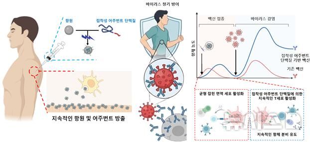 [포항=뉴시스] = 포스텍 화학공학과·융합대학원 차형준 교수 연구팀이 홍합의 수중 접착 원리를 응용해, 단 한 번의 접종으로 장기간 면역 효과를 내는 백신 기술을 개발했다. 사진은 백신 접종에서 지속적인 면역 활성화를 위한 접착성 어주 번트 단백질 기반 나노 입자 백신. (사진=포스텍 제공) 2026.06.08. photo@newsis.com 