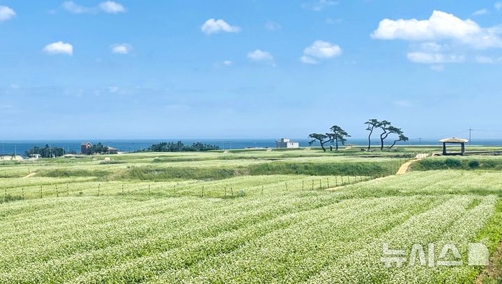 [포항=뉴시스] = 호미반도 경관농업단지 메밀 꽃밭 전경. 2026.06.08. photo@newsis.com
