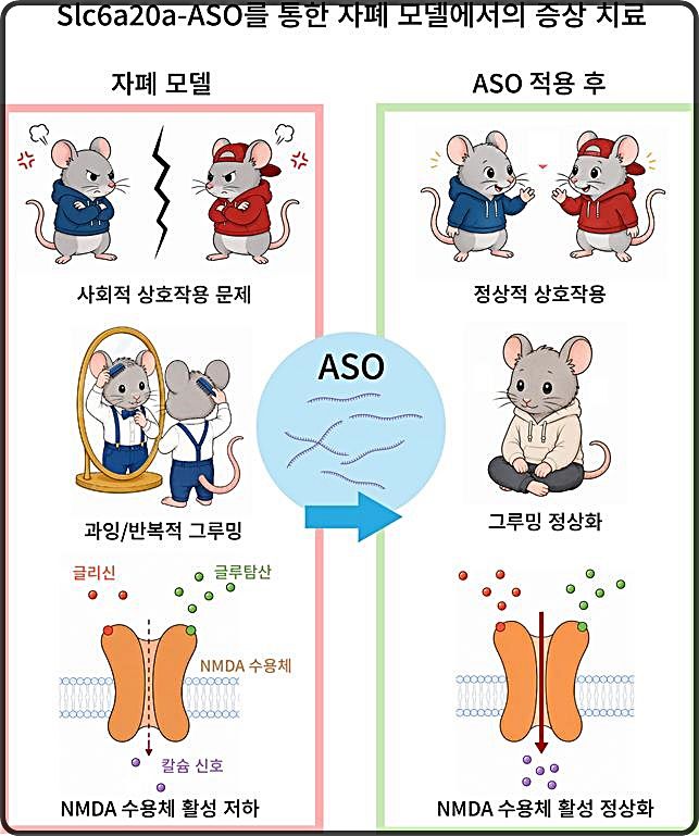 [대전=뉴시스] Slc6a20a-ASO에 의한 자폐 스펙트럼 장애 모델의 증상 치료 연구 모식도. IBS 연구 결과 Slc6a20a-ASO에 의해 사회적 상호작용 문제, 과잉·반복적 그루밍 및 NMDA 수용체 활성 저하가 회복됐다. (사진=IBS 제공) 2026.06.09. photo@newsis.com *재판매 및 DB 금지