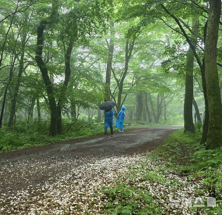 [제주=뉴시스] 임재영 기자 = 제주지역 대표적인 숲길 가운데 하나인 사려니숲길에서 7일 오후 탐방객이 때죽나무 꽃이 떨어진 구간을 걷고 있다. 2026.06.09. ijy788@newsis.com