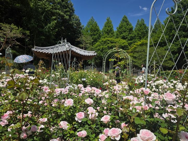 충북 청주 미동산수목원 장미 만개. (사진=충북도 제공) *재판매 및 DB 금지
