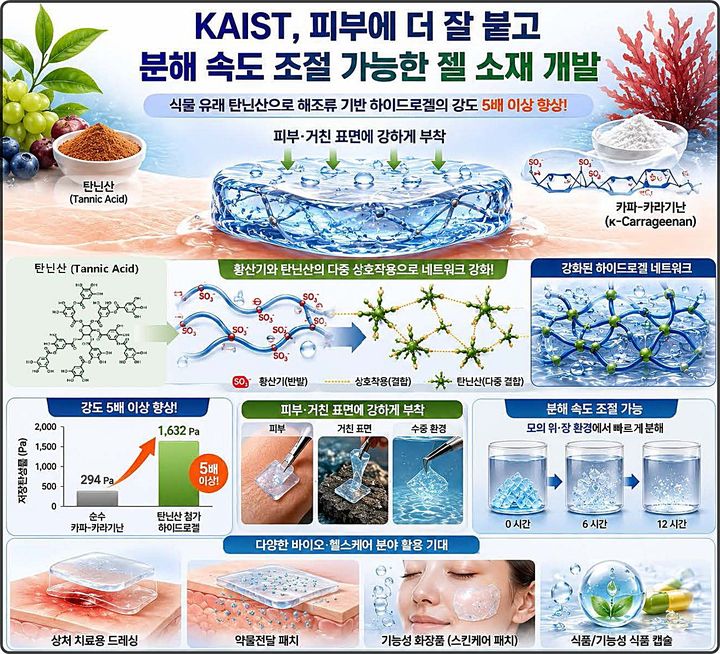 [대전=뉴시스] 카이스트(KAIST) 화학과 이해신 교수팀이 식물 유래 천연성분인 탄닌산을 활용해 피부에 더 잘 붙고 분해속도를 조절할 수 있는 해조류 기반 하이드로겔 소재를 개발했다. 연구 모식도. (사진=KAIST 제공) 2026.06.09. photo@newsis.com *재판매 및 DB 금지