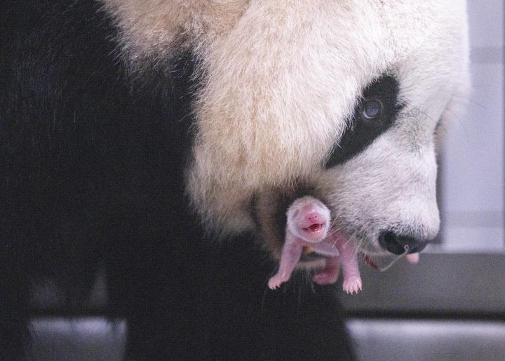 에버랜드 판다월드에서 3일 오전 10시 53분 태어난 아기 판다와 엄마 아이바오 (사진=에버랜드 제공) *재판매 및 DB 금지