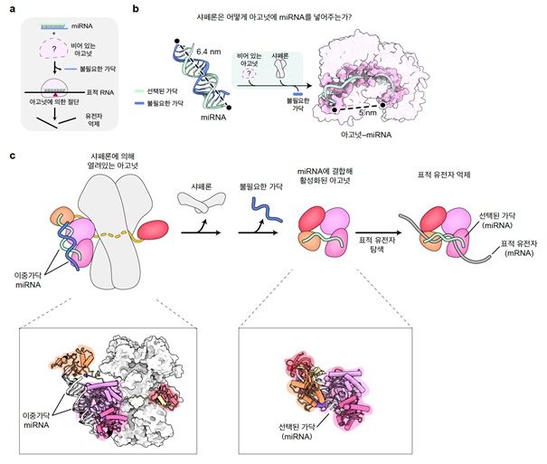 [서울=뉴시스] 기초과학연구원(IBS) RNA 연구단 김빛내리 단장과 서울대 생명과학부 노성훈 교수 공동 연구팀이 유전자 발현을 조절하는 단백질 ‘아고넛의 활성화 과정을 세계 최초로 규명하는데 성공했다. 사진은 아고넛이 표적 유전자 억제 기능을 획득하는 과정. (사진=과기정통부 제공) *재판매 및 DB 금지