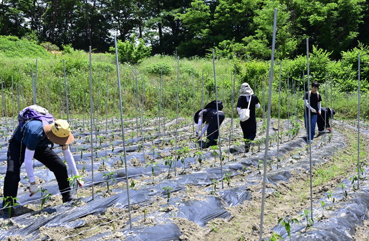 [순창=뉴시스] 농번기 농가 일손돕기에 나선 순창군청 직원들이 한 농가의 고추밭에서 농사일을 돕고 있다. *재판매 및 DB 금지