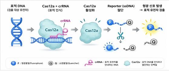[세종=뉴시스]유전자가위(CRISPR)/Cas12a 기반 유전자 검출 원리. Cas 단백질은 CRISPR 시스템에서 유전자가위 역할을 하는 핵심 효소로, Cas9, Cas12, Cas13 등 여러 종류가 있다. (사진=국립보건연구원 제공) 2026.06.10. photo@newsis.com *재판매 및 DB 금지