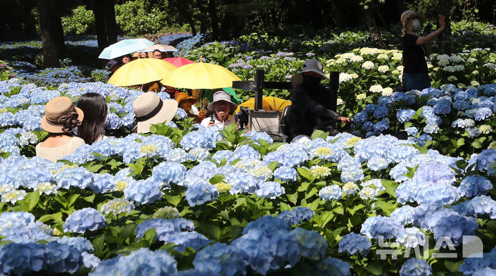[서귀포=뉴시스] 우장호 기자 = 화창한 날씨를 보인 10일 오전 제주 서귀포시 표선면 보롬왓 농장에서 깡통열차를 탄 방문객들이 활짝 핀 수국 정원을 지나며 즐거운 시간을 보내고 있다. 2026.06.10. woo1223@newsis.com