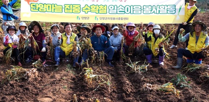 수확기 맞은 단양마늘…농가 일손 지원 이어져