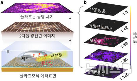 [광주=뉴시스] 세포 이미징 원리. (a) 광산란 신호를 이용해 세포 내부 구조를 관찰하는 개략도와 (b) 세포 내 소기관별 굴절률 분포이다. 서로 다른 굴절률에 의해 발생하는 광산란 신호 차이를 활용해 세포 내부를 염색 없이 관찰하고 분석할 수 있다. (모식도=GIST 제공) 2026.06.11. photo@newsis.com