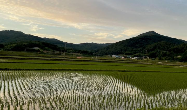[무안=뉴시스] 전남지역 논. (사진=뉴시스 DB). photo@newsis.com *재판매 및 DB 금지